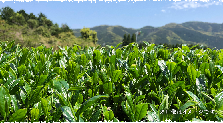茶畑の写真