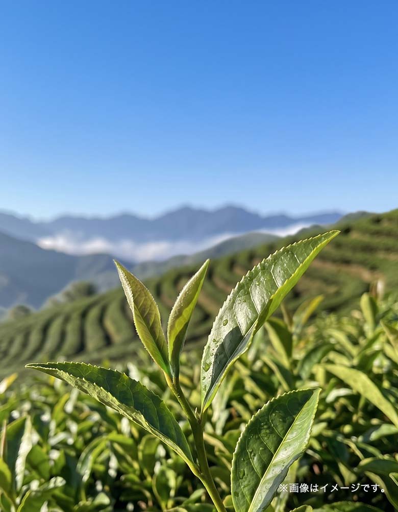 彩茶-あやちゃ- 烏龍茶 ボトル
