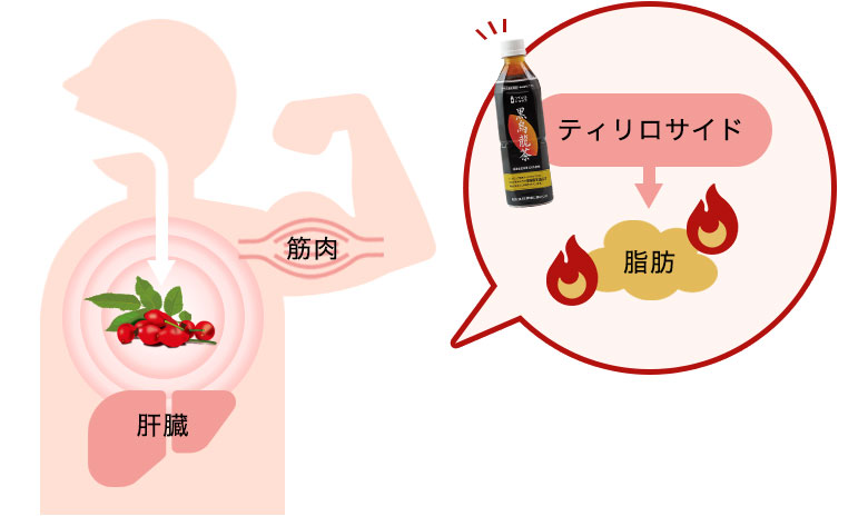 体脂肪減少メカニズム