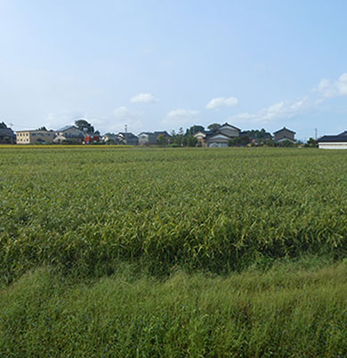 朝日町内はとむぎ畑の様子