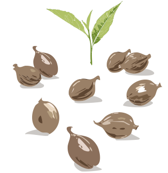 はとむぎの実のイラスト