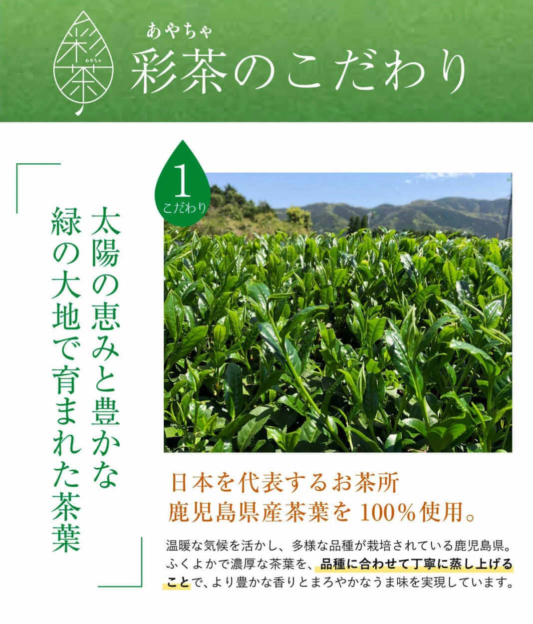 緑茶 彩茶のこだわり①「太陽の恵みと豊かな緑の大地で育まれた茶葉」日本を代表するお茶所 鹿児島県産茶葉を 100% 使用。温暖な気候を活かし、多様な品種が栽培されている鹿児島県。ふくよかで濃厚な茶葉を、品種に合わせて丁寧に蒸し上げることで、より豊かな香りとまろやかなうま味を実現しています。